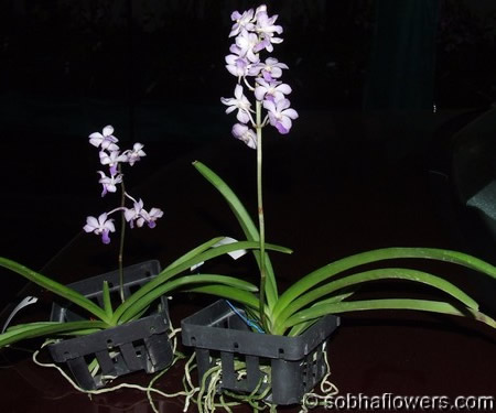 Vanda Coerulascence